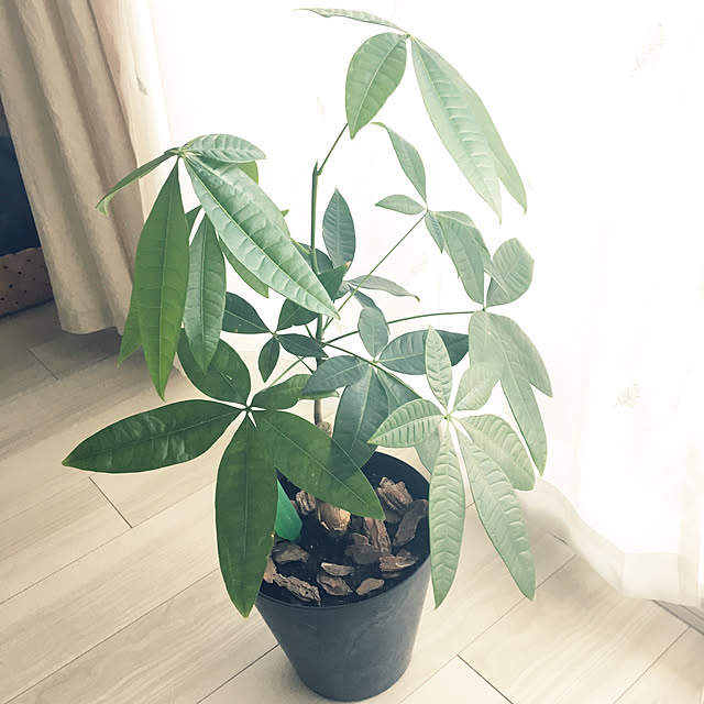 chiiroさんの実例写真