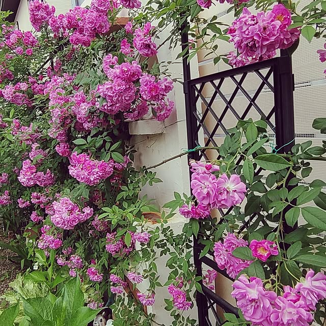 Bienvenueさんの部屋