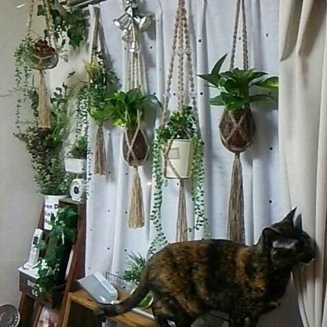 DS250さんの実例写真