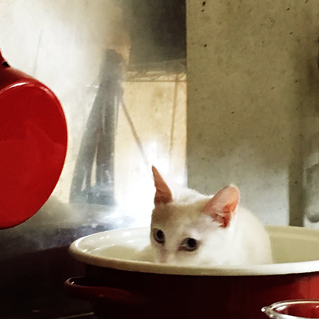nikopokoさんの実例写真