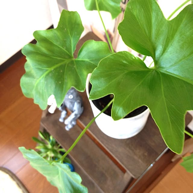 usaco.さんの実例写真