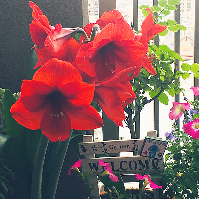 tomobaさんの実例写真