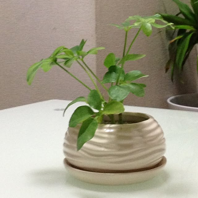 kiyomiさんの実例写真