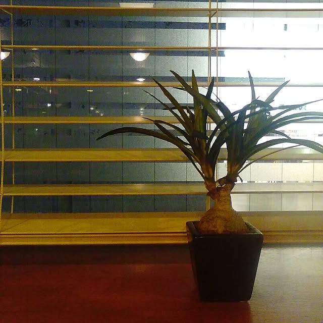 机/観葉植物のインテリア実例 - 2016-01-31 17:16:36
