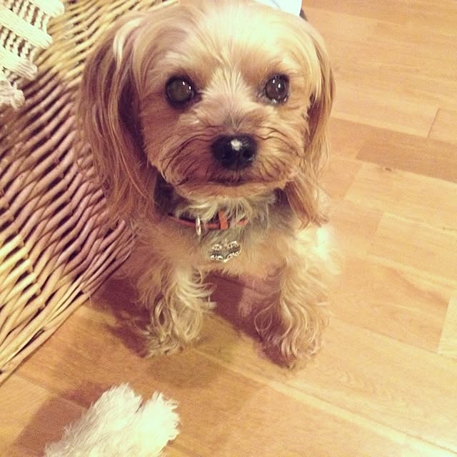 popiさんの実例写真