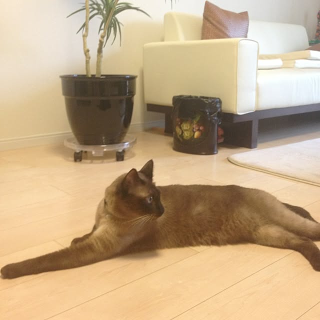 dodoさんの実例写真