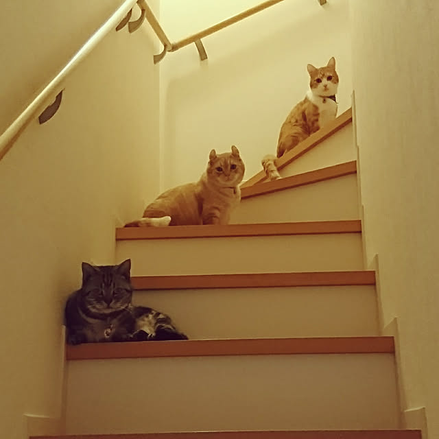 tomoさんの実例写真
