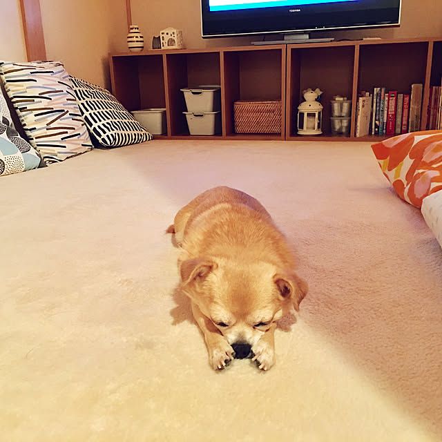 haritakaさんの実例写真
