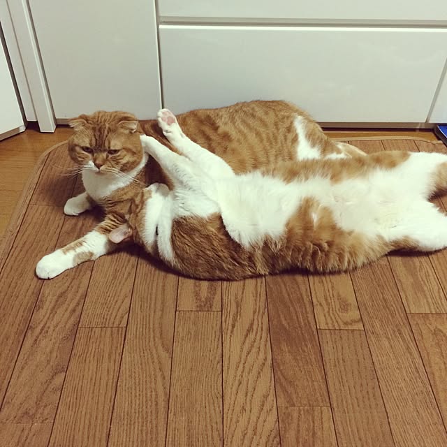 pikkariさんの実例写真