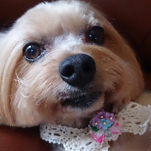 nkmapr.happyさんの実例写真