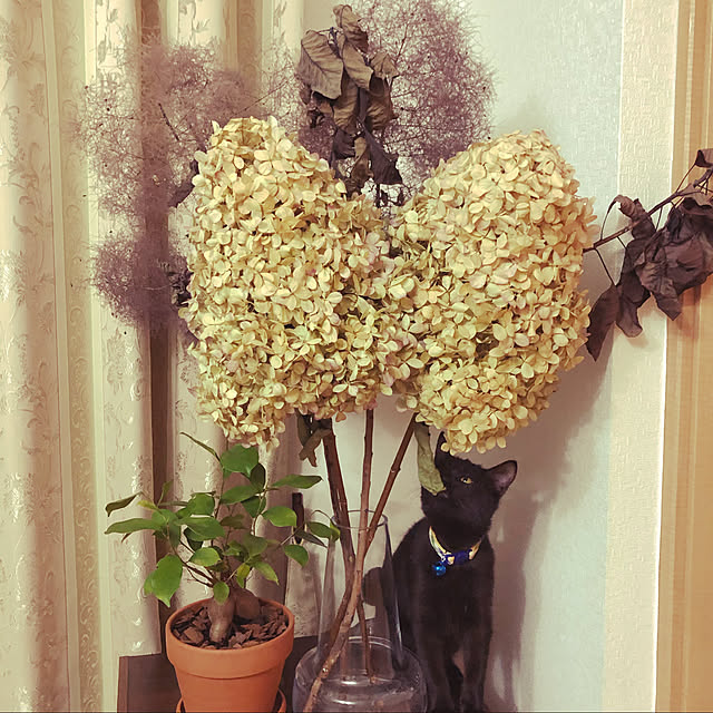ayutaxさんの実例写真
