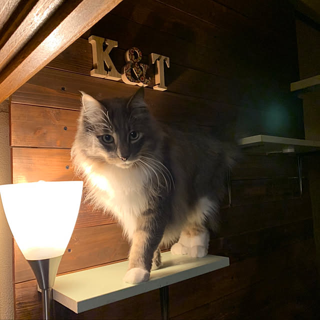 実例写真