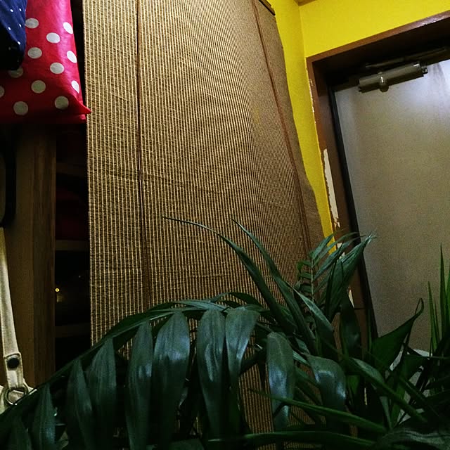 玄関/入り口/DIY/観葉植物のインテリア実例 - 2015-04-18 08:43:46