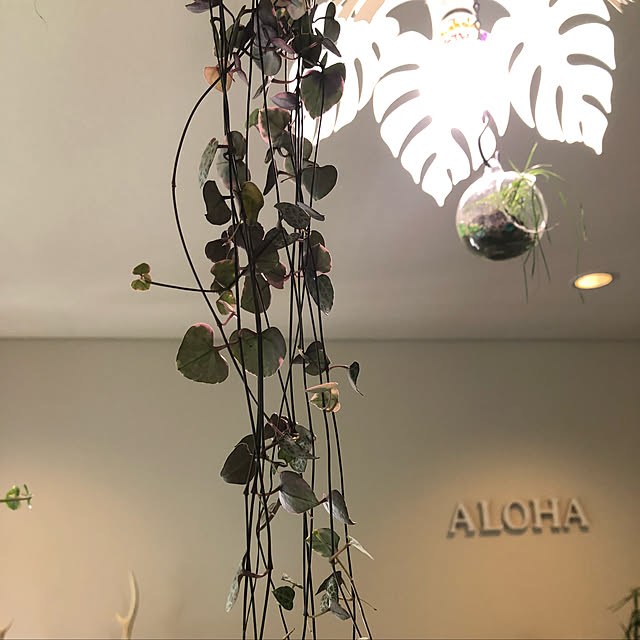 alohalightさんの実例写真