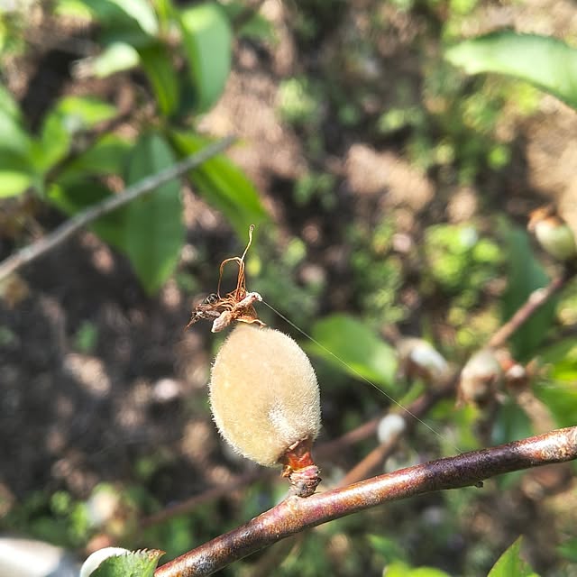 Rubiconさんの部屋