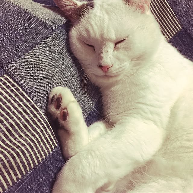 gadgetさんの実例写真