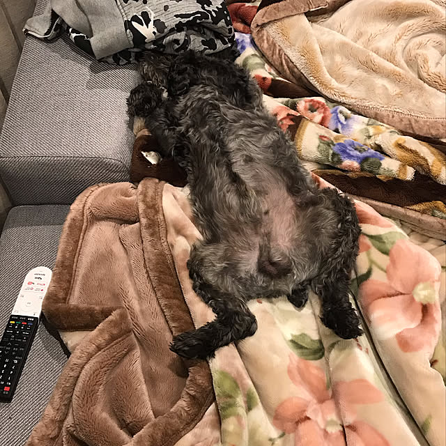 Haruさんの実例写真