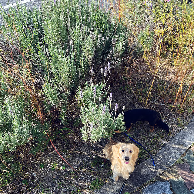 uninekoさんの実例写真