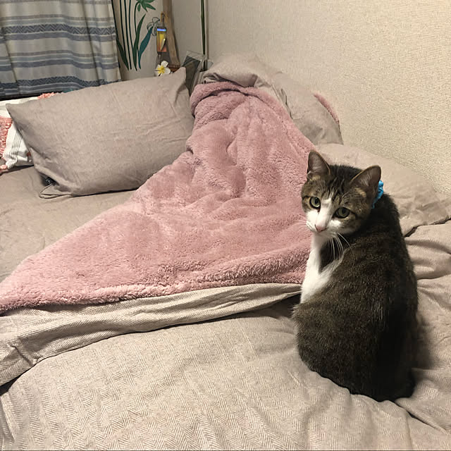 mikenekoさんの実例写真