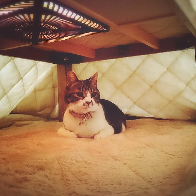 yukiさんの実例写真