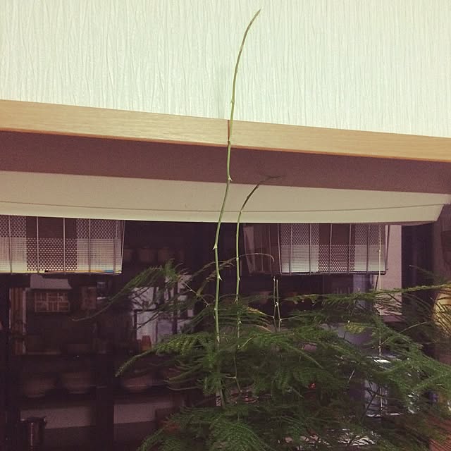 afroさんの実例写真