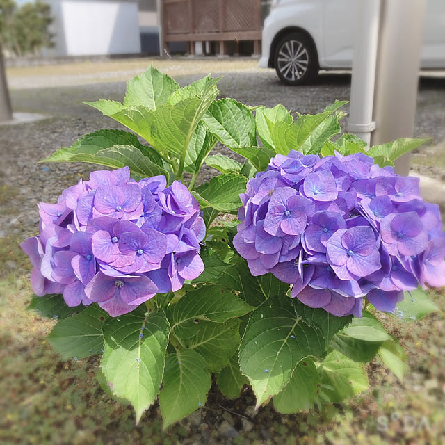 -Riley-mama.-さんの実例写真