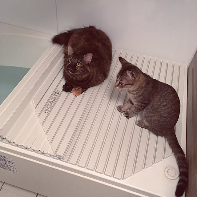 mikomaruさんの実例写真