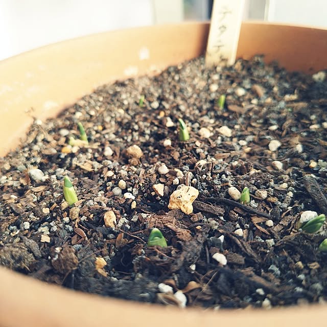 hopkeiさんの実例写真