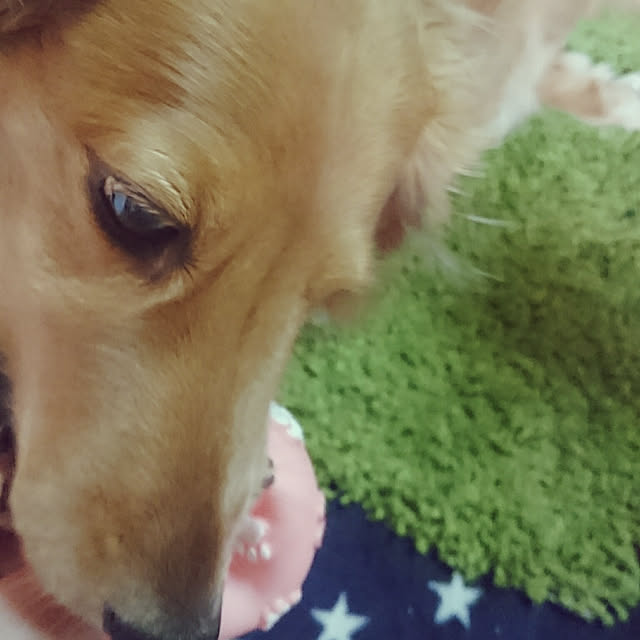 kotorinさんの実例写真