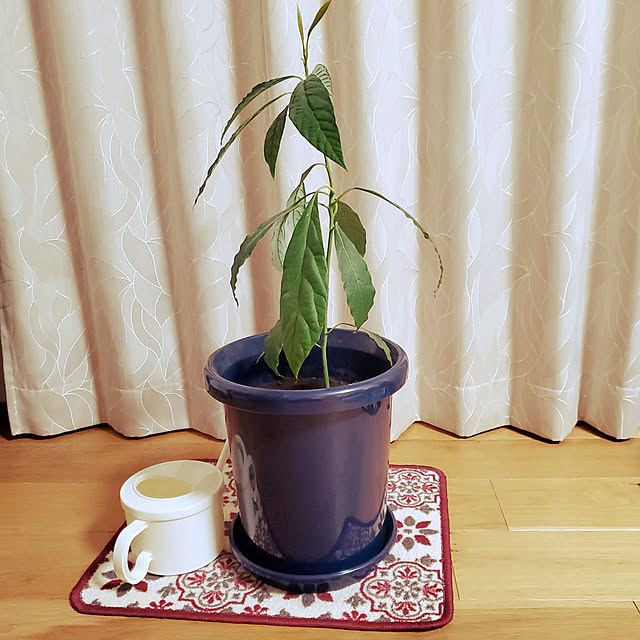 nonさんの実例写真