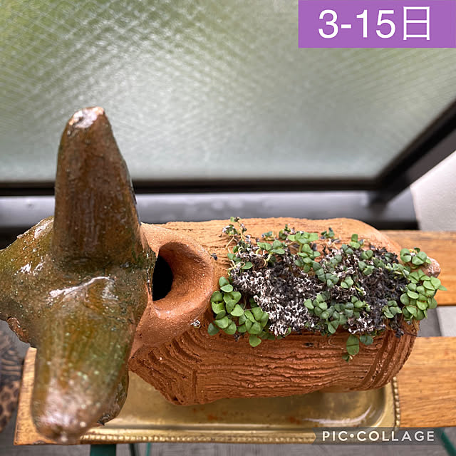 aureaさんの実例写真