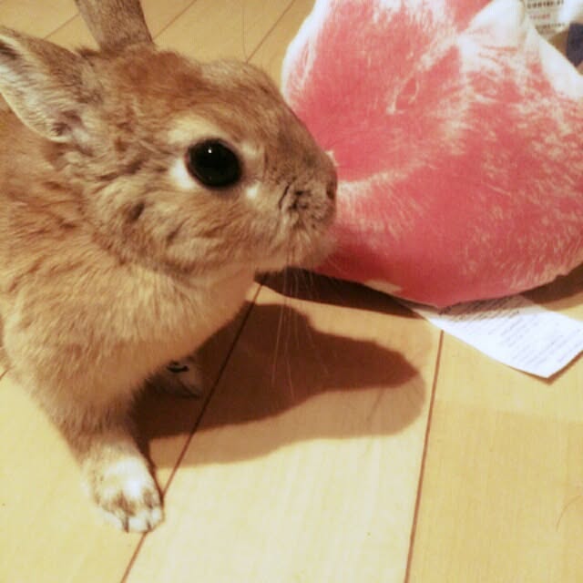 acaさんの実例写真