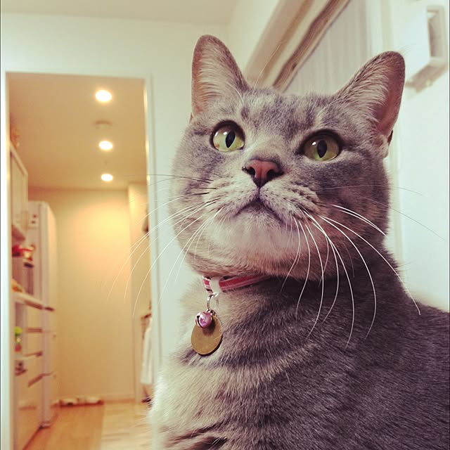 jinpachi59さんの実例写真