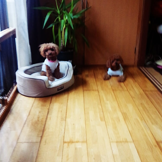 Riccaさんの実例写真