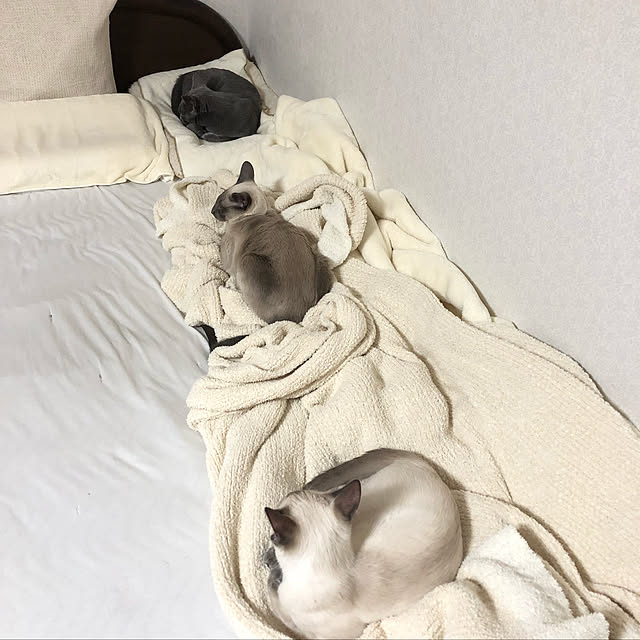 mujinekoさんの実例写真