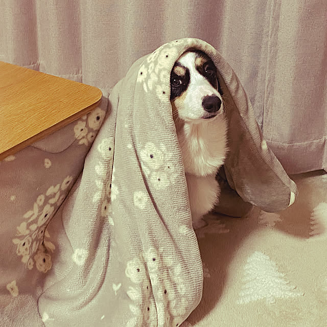stellaさんの実例写真