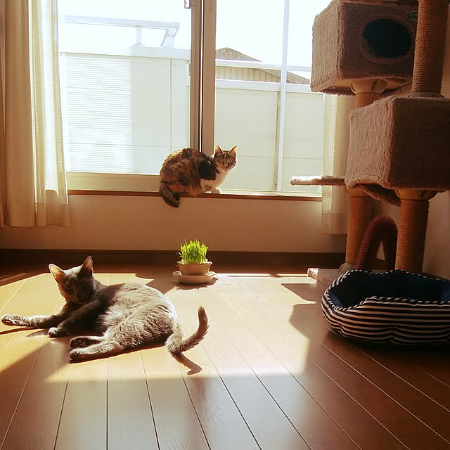 tomo1220さんの実例写真