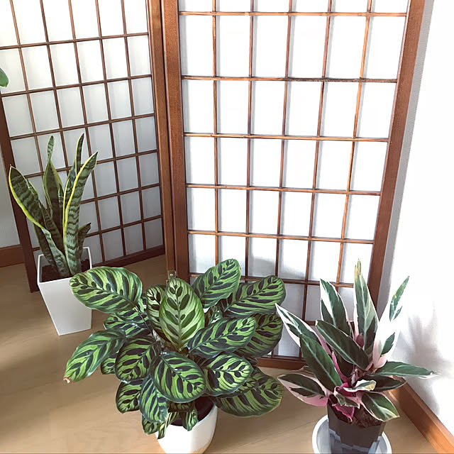 ninaninaさんの実例写真