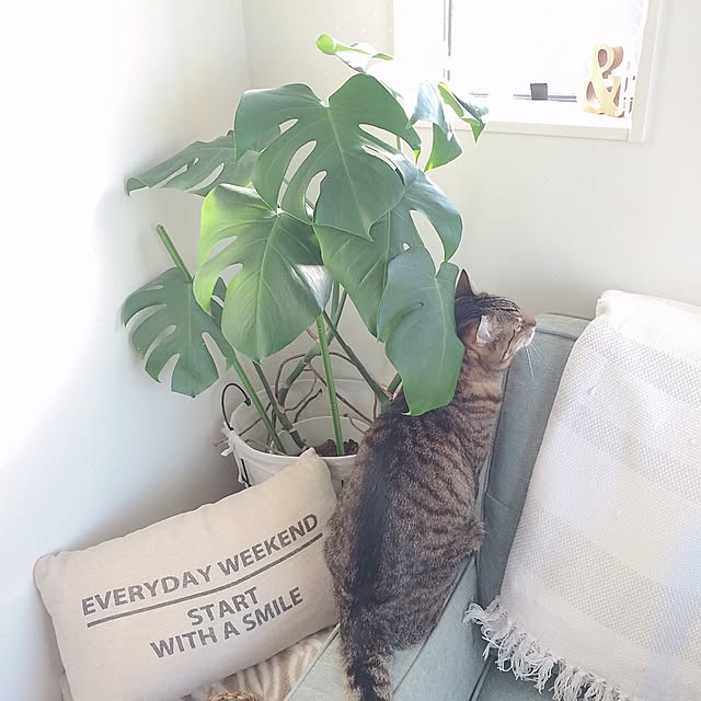 lovecatさんの実例写真