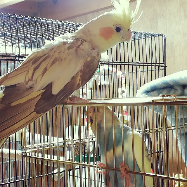 amanojakuさんの実例写真