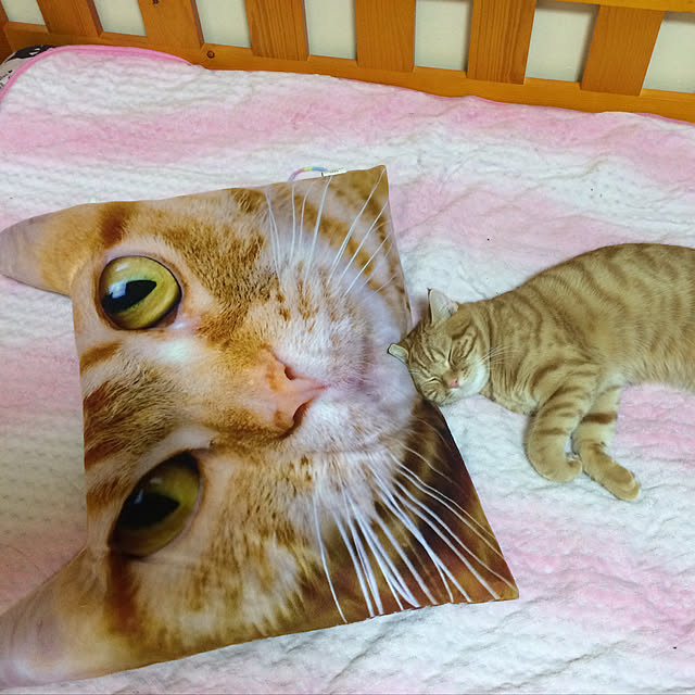 nekoさんの実例写真