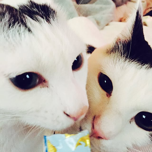 powderさんの実例写真