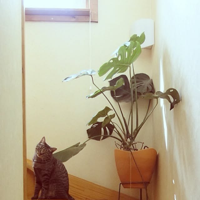 totomamaさんの実例写真