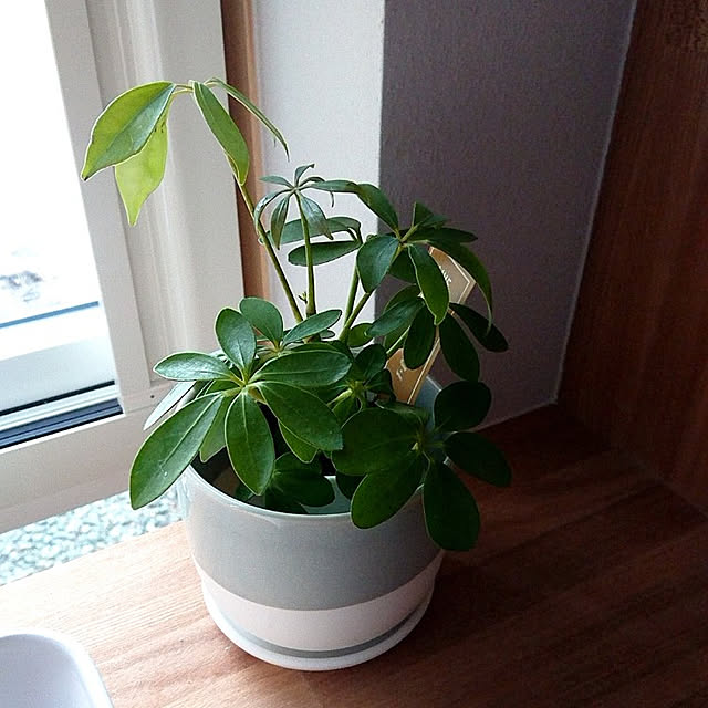 sakunatsu0807さんの実例写真