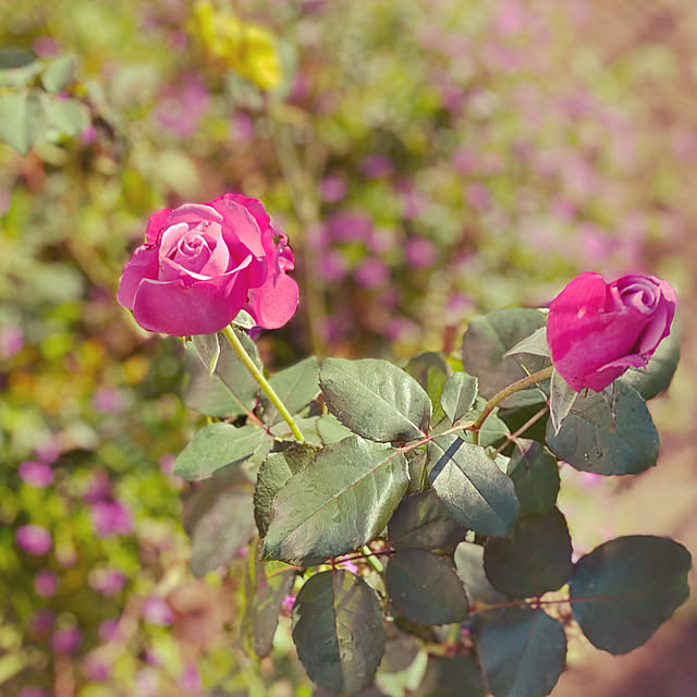 moainanoさんの実例写真