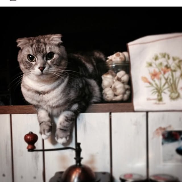 Kumiko_nyanさんの実例写真