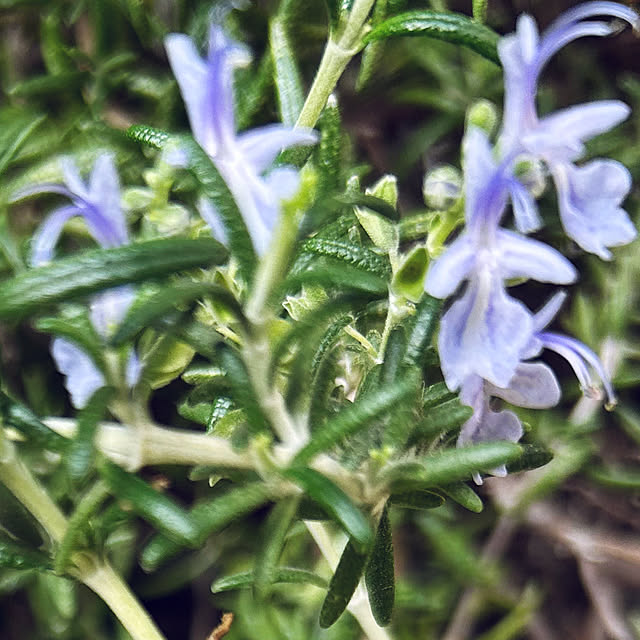 happy-sachiさんの実例写真