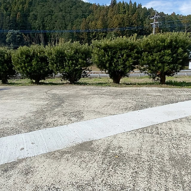 実例写真