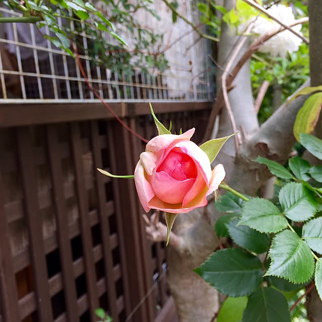 butachanさんの実例写真