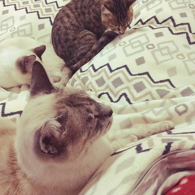 muwaさんの実例写真